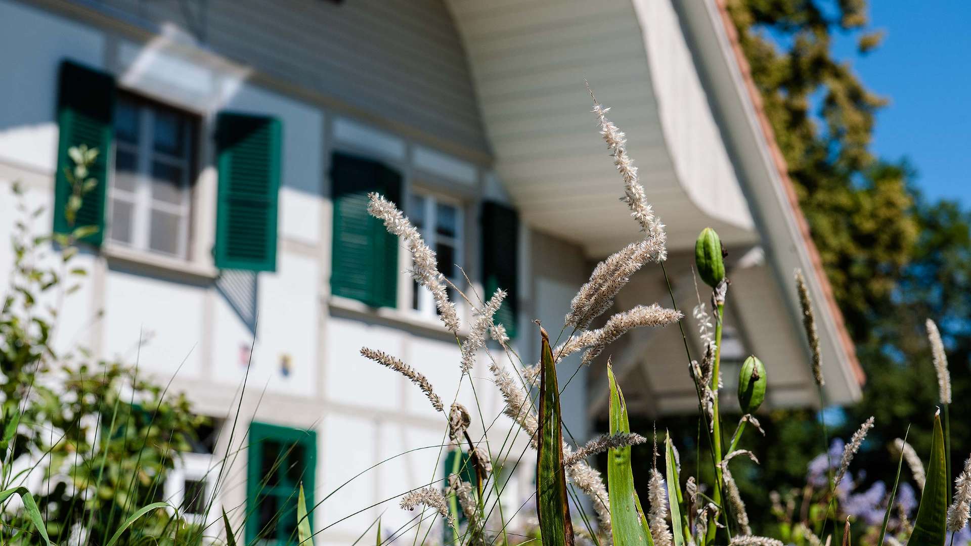 Gräser und Pflanzen vor einem Haus an einem sonnigen Tag